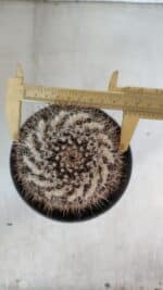 CACTOS Mammillaria Nº 80 – vaso 15 - Imagem 6