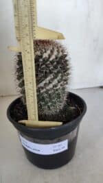 CACTOS Mammillaria Nº 80 – vaso 15 - Imagem 5