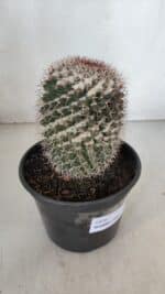CACTOS Mammillaria Nº 80 – vaso 15 - Imagem 9