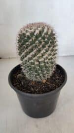CACTOS Mammillaria Nº 80 – vaso 15 - Imagem 8
