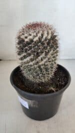 CACTOS Mammillaria Nº 80 – vaso 15 - Imagem 7