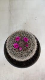 CACTOS Mammillaria Nº 81 – vaso 15 - Imagem 3