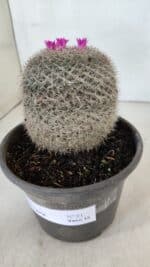 CACTOS Mammillaria Nº 81 – vaso 15 - Imagem 9
