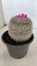 CACTOS Mammillaria Nº 81 – vaso 15 - Imagem 7