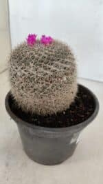 CACTOS Mammillaria Nº 81 – vaso 15 - Imagem 8
