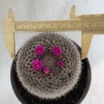 CACTOS Mammillaria Nº 81 – vaso 15