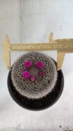 CACTOS Mammillaria Nº 81 – vaso 15