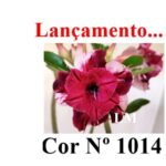 ENXERTO COR LM 1014