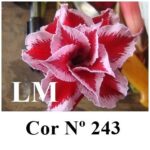 ENXERTO 12050 – 20cm (cor LM 243) - Imagem 8