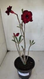 Planta Dobrada 3220 – 30cm – 02 anos - Imagem 2