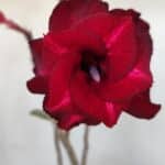 Planta Dobrada 3220 – 30cm – 02 anos