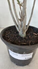 Planta Dobrada 3220 – 30cm – 02 anos - Imagem 6