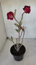 Planta Dobrada 3220 – 30cm – 02 anos - Imagem 5