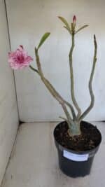 Planta Dobrada 3222 – 40cm – 03 anos - Imagem 2