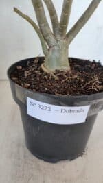 Planta Dobrada 3222 – 40cm – 03 anos - Imagem 6