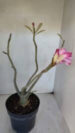 Planta Dobrada 3222 – 40cm – 03 anos - Imagem 5