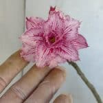 Planta Dobrada 3222 – 40cm – 03 anos