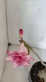 Planta Dobrada 3222 – 40cm – 03 anos - Imagem 4