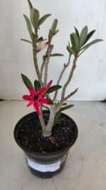 Planta Dobrada 3223 – 30cm – 02 anos - Imagem 2