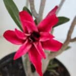 Planta Dobrada 3223 – 30cm – 02 anos