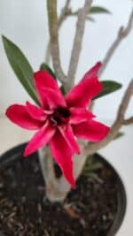 Planta Dobrada 3223 – 30cm – 02 anos