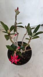 Planta Dobrada 3223 – 30cm – 02 anos - Imagem 4