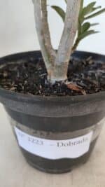 Planta Dobrada 3223 – 30cm – 02 anos - Imagem 7