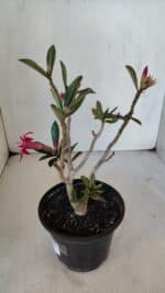 Planta Dobrada 3223 – 30cm – 02 anos - Imagem 6