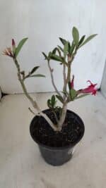 Planta Dobrada 3223 – 30cm – 02 anos - Imagem 5