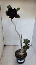 Planta Dobrada 3229 – 40cm – 03 anos - Imagem 2