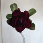 Planta Dobrada 3229 – 40cm – 03 anos