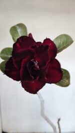 Planta Dobrada 3229 – 40cm – 03 anos - Imagem 4