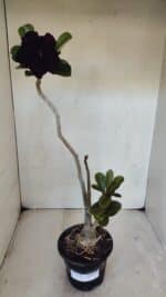 Planta Dobrada 3229 – 40cm – 03 anos - Imagem 9