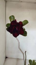 Planta Dobrada 3229 – 40cm – 03 anos - Imagem 8