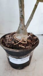 Planta Dobrada 3229 – 40cm – 03 anos - Imagem 7