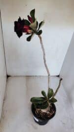 Planta Dobrada 3229 – 40cm – 03 anos - Imagem 6