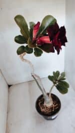 Planta Dobrada 3229 – 40cm – 03 anos - Imagem 5