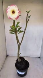 Planta Dobrada 3230 – 40cm – 03 anos - Imagem 2