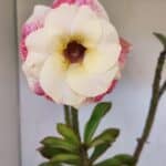 Planta Dobrada 3230 – 40cm – 03 anos