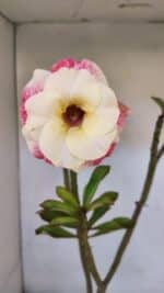 Planta Dobrada 3230 – 40cm – 03 anos