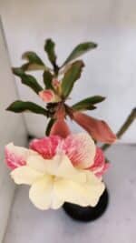 Planta Dobrada 3230 – 40cm – 03 anos - Imagem 4