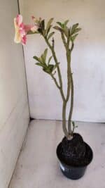 Planta Dobrada 3230 – 40cm – 03 anos - Imagem 6