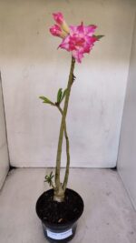 Planta Dobrada 3231 – 35cm – 03 anos - Imagem 2