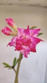 Planta Dobrada 3231 – 35cm – 03 anos