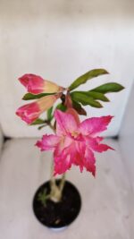 Planta Dobrada 3231 – 35cm – 03 anos - Imagem 4