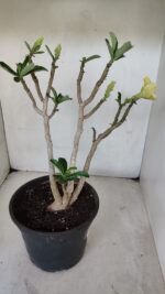 Planta Dobrada 3232 – 40cm – 03 anos - Imagem 2