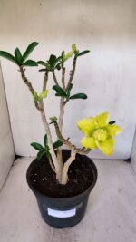 Planta Dobrada 3232 – 40cm – 03 anos - Imagem 8