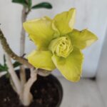 Planta Dobrada 3232 – 40cm – 03 anos