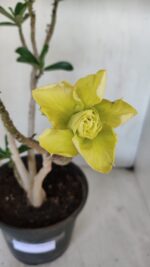 Planta Dobrada 3232 – 40cm – 03 anos