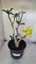 Planta Dobrada 3232 – 40cm – 03 anos - Imagem 4